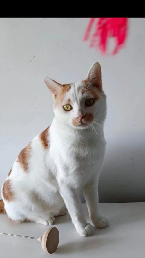 威海宾馆狗友聚集地（探索威海宾馆文化，与毛茸茸的小伙伴一起入住畅游）