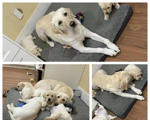 拉布拉多分娩后打虫的最佳时机及方法（拉布拉多分娩后多久可以打虫？怎么打虫？为什么要打虫？）