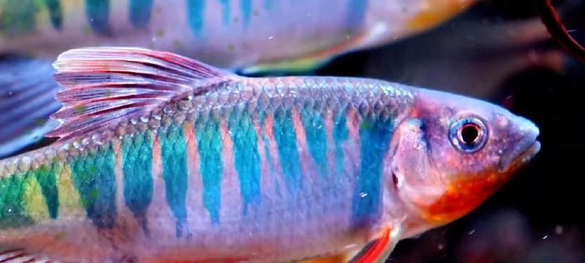 探索安哥拉丰富多样的鱼类资源（揭示安哥拉水域中令人惊叹的鱼类生态系统）