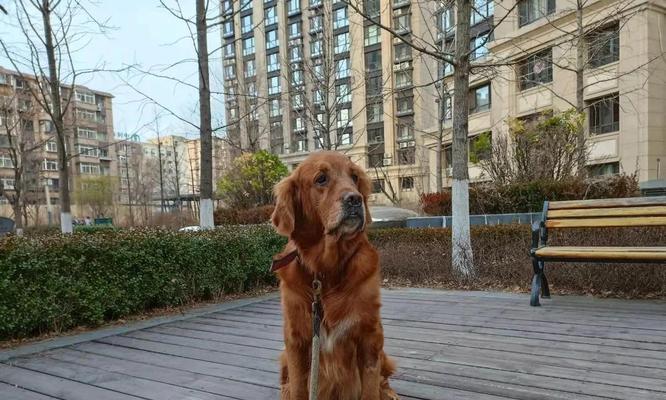 小狗换腰的症状及处理方法（小狗换腰常见的症状及如何帮助他们）