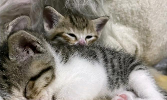 小奶猫的睡眠习惯（揭秘小奶猫为何总爱睡觉）