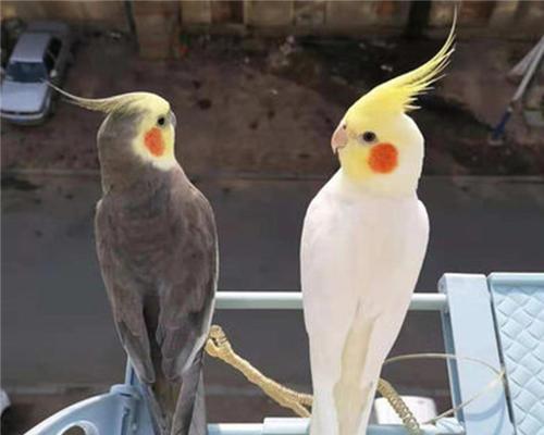 如何正确养“灰鹦鹉”（关注饮食细节，建立良好的生活环境，培养亲密关系）