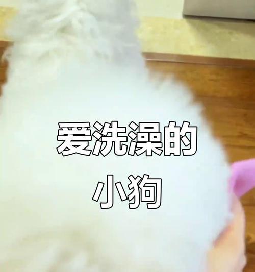 小狗买回来后多久可以洗澡？（洗澡时间的关键是宝宝的年龄和健康状况）