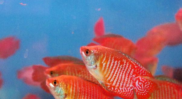 饲养热带鱼的好选择（探索适合养殖的中大型热带鱼种类）