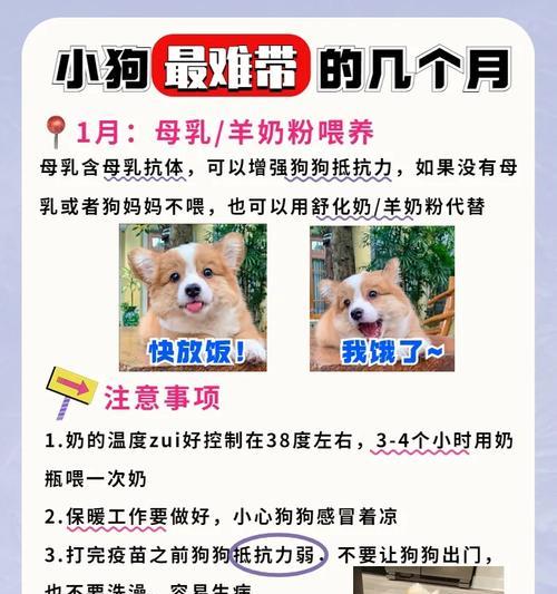 狗针打过后身体需要多久康复？（了解狗针接种对身体康复的影响与时间）