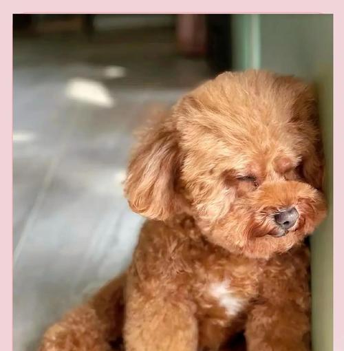 泰迪（从喂养到训练，你必须了解的关键细节）