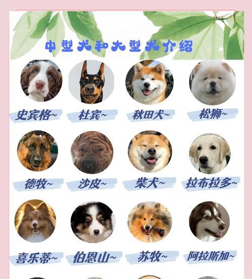 如何正确养狗狗？（注意事项与养护技巧）