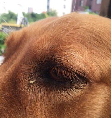 狗狗眼屎的类型及处理方法（学会分辨狗狗眼屎，保护它们的眼睛健康）