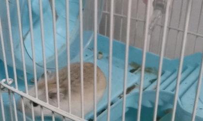 老婆婆仓鼠（了解老婆婆仓鼠的寿命及其关键因素）