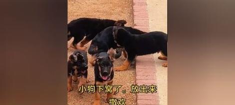 以德牧打虫药的合理使用方法（探讨以德牧打虫药的最佳频率和时间间隔）