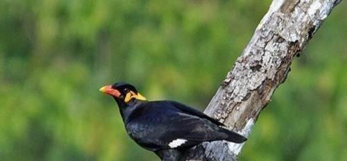 如何购买鹩哥并正确饲养（了解鹩哥的购买渠道和饲养方法，让它们健康快乐成长）