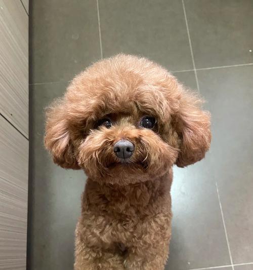 老年犬心衰的症状及其管理方法（老年犬心衰的常见症状及应对措施）