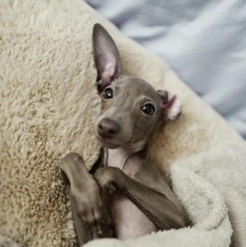 探索泰国的狗狗世界（泰国的犬种多样性与文化传承）