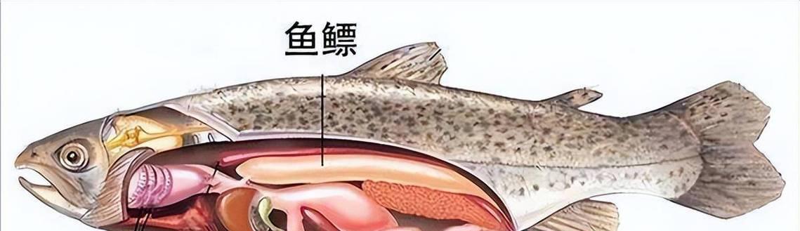 鱼类的呼吸方式与多样性（探索鱼类呼吸系统的奥秘及其多种适应策略）