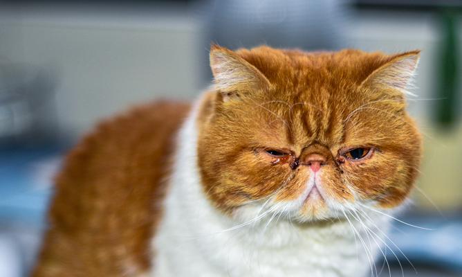 猫咪上火的症状及预防方法（了解猫咪上火的迹象，保护它们的健康）