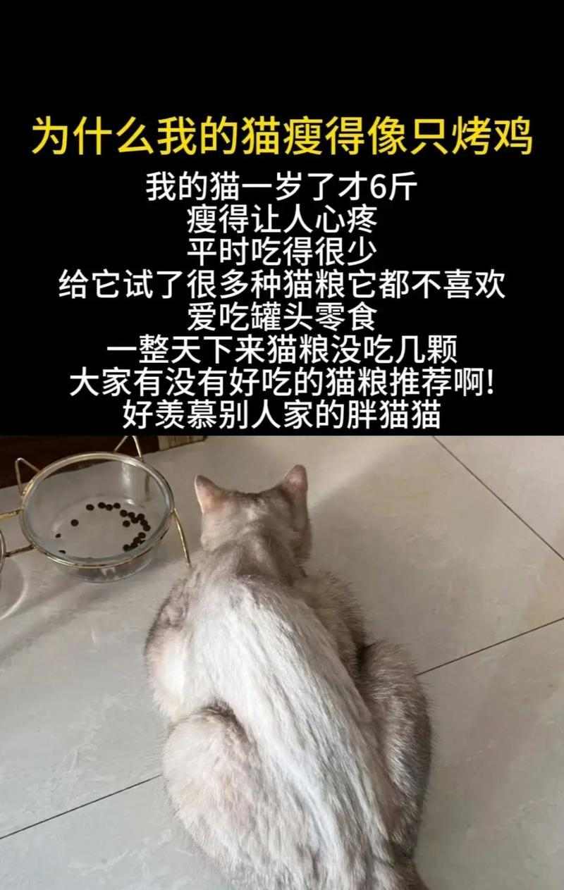成年猫咪不肯吃食的原因（探究成年猫咪食欲不振的原因及解决方法）