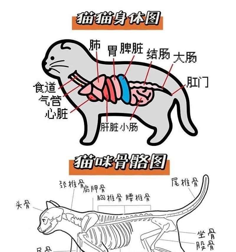 如何判断猫咪身上是否有跳蚤？（简单方法帮助铲屎官们发现猫咪跳蚤问题）
