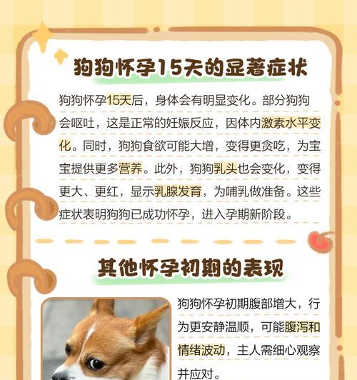 狗狗怀孕多久可以进行X光检查？（狗狗X光检查的安全性及适合时机分析）