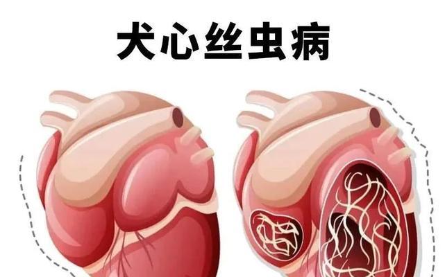 以犬心丝虫病的致命时长（以犬心丝虫病的悲剧）