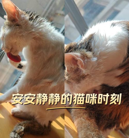 刚出生的猫什么时候可以洗澡？（了解猫宝宝洗澡的最佳时机及注意事项）