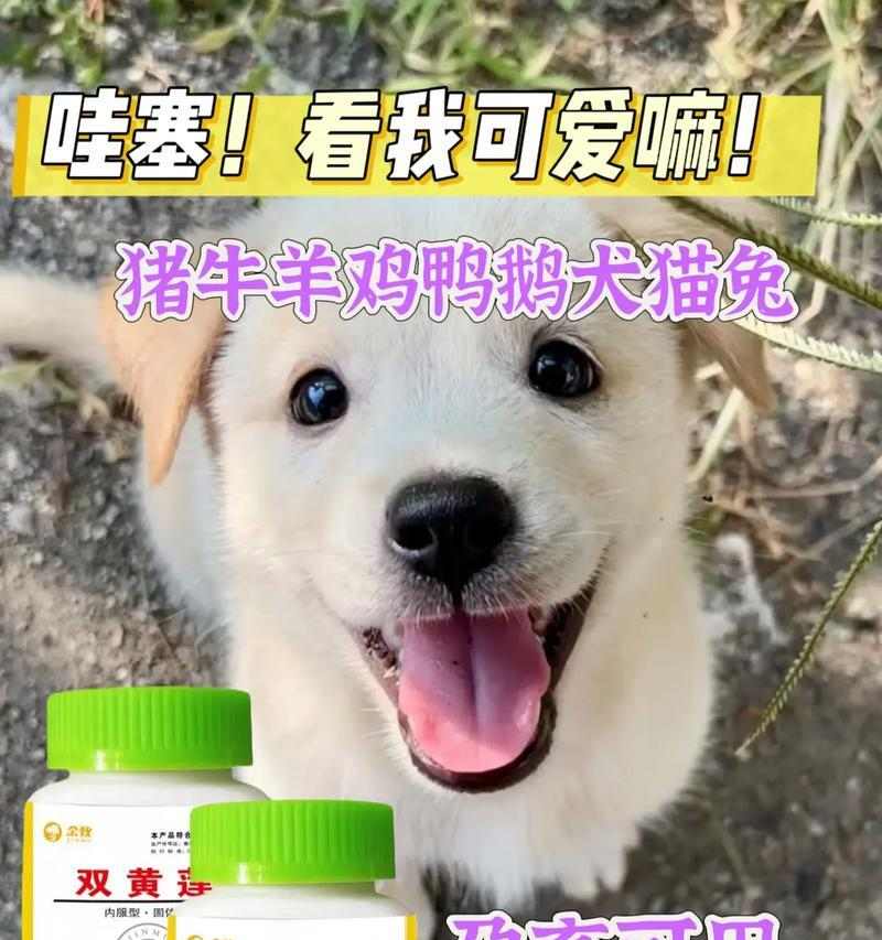 小狗感冒的痊愈时间及治疗方法（了解小狗感冒的治愈时间是关键，帮助你的宠物尽快康复）