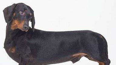 狗狗常见的10种耳朵，每种都有独特的魅力！