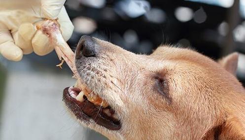 以鸡架子煮多久可以给狗狗？（安全健康的狗狗食谱探索与建议）