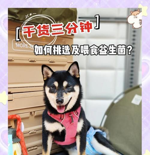 探究狗益生菌的适宜摄入频率（每隔一段时间给狗狗补充益生菌的必要性和方法）