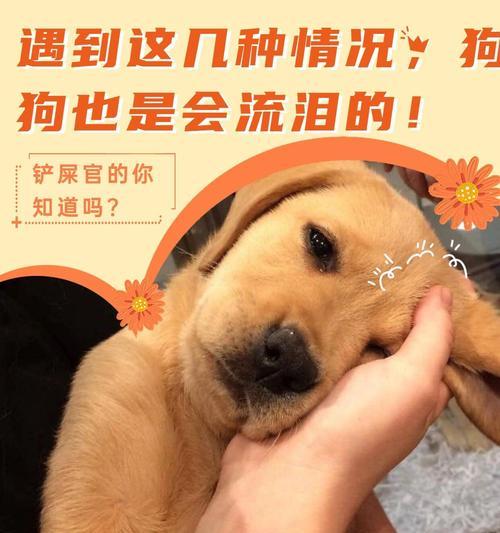 狗狗为什么会哭叫？（探究狗狗哭叫的原因及应对方法）