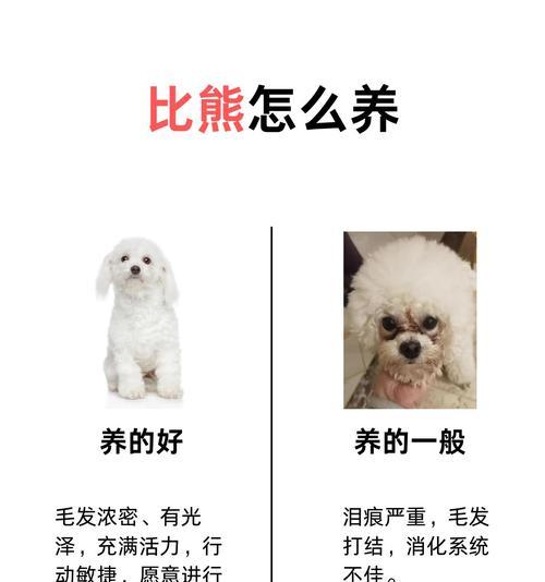 如何给比熊犬修剪毛发？（教你如何剪出完美比熊造型）