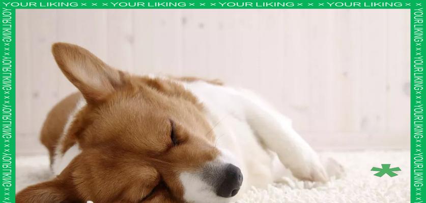 狗狗发烧（时刻关注狗狗体温，了解真正的原因）