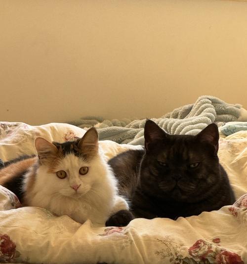 猫咪性成熟的时间及影响因素（从幼猫到成年猫，性成熟需要多久？）