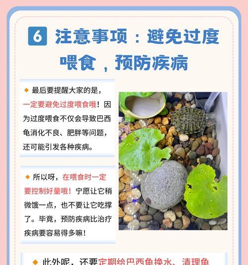 乌龟孵化需要多长时间？（揭开乌龟孵化的神秘面纱）