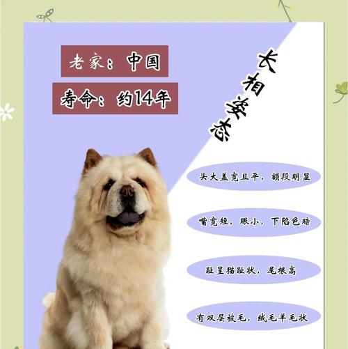 松狮毛色变化的时间和原因（揭秘松狮的毛色变化过程及其影响）