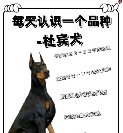 杜宾犬（了解杜宾犬的优缺点，做明智的选择）