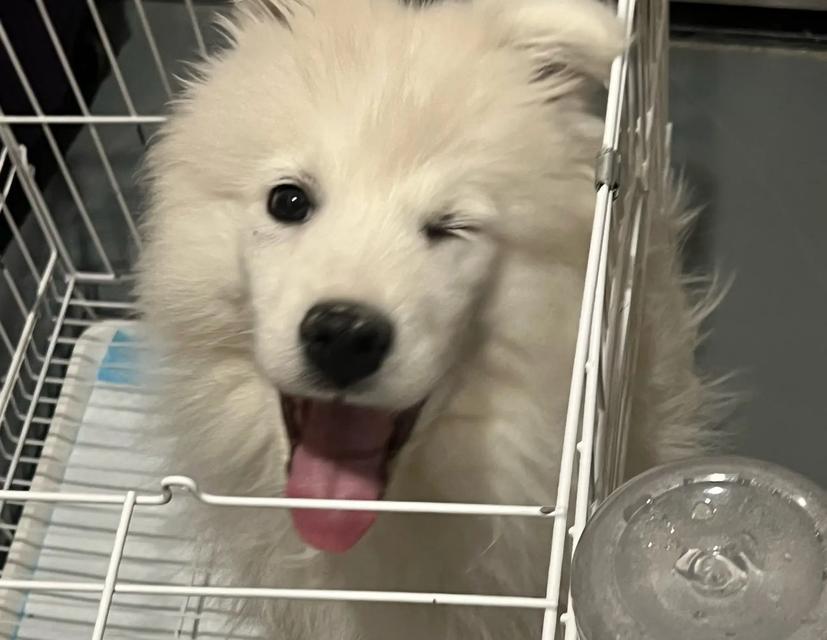 萨摩耶的饮食习惯及健康建议（探索成年萨摩耶每天两次的投喂方式）