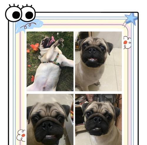 以巴哥犬长牙的时间及注意事项（了解以巴哥犬长牙的周期和保健方法）