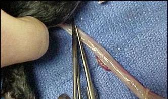 母猫咬脐带的重要性及时机选择（了解母猫咬脐带的作用和适当时机，保护新生猫崽的健康成长）