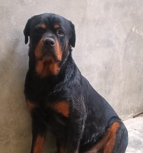 一万多的狗（以狗品种为主题，探索狗的多样性和个性特点）