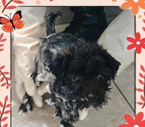 买狗回家后多久可以洗澡？（了解适宜洗澡的时机，让你的狗狗健康舒适）