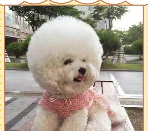 比熊换毛周期及相关注意事项（了解比熊换毛周期，科学护理你的比熊宝贝）