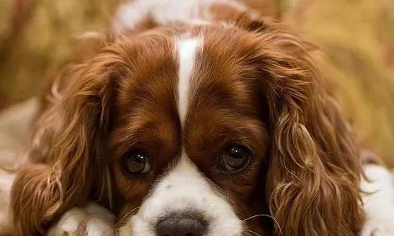 狗狗临产前的变化与不同寻常的反应（揭秘狗狗即将生产的神奇变化和行为表现）