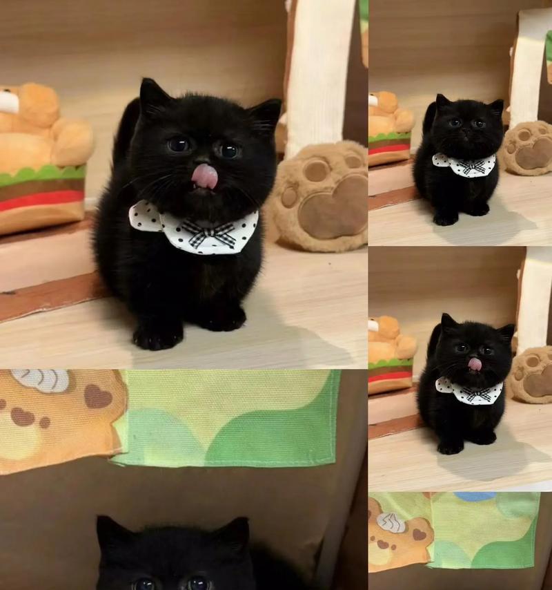 孟买猫的价格和饲养技巧（了解孟买猫的价格，掌握科学饲养技巧，让你的猫咪健康快乐）