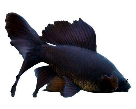 加温还是不加温？探究冷水观赏鱼饲养的利弊（冷水观赏鱼的温度需求与饲养方式）