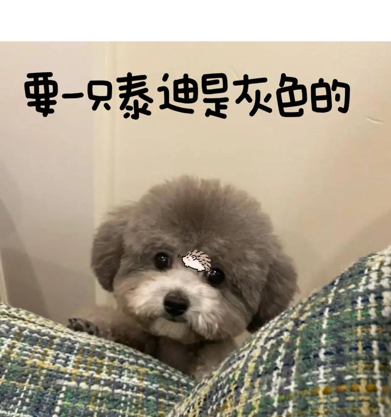 纯种泰迪狗狗的价格测评（千元至上万，市场泰迪价格缤纷）