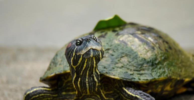 巴西红耳龟进入中国的历程（探究巴西红耳龟的繁殖能力及对中国的影响）