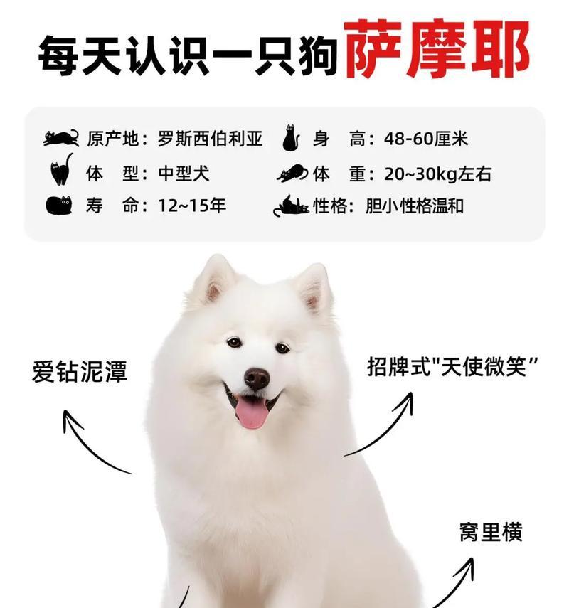 如何让萨摩犬不再拆家（探索萨摩犬的破坏性行为及解决方案）