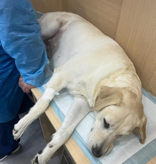 狗狗子宫蓄脓（了解狗狗子宫蓄脓的主要表现，及时采取措施保护它们的健康）