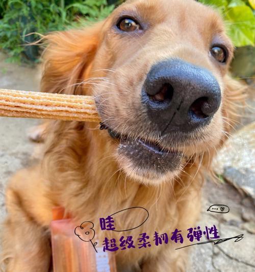 狗狗为什么总是爱吃石头？（探究狗狗食用石头的原因及解决方法）