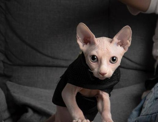 探究智商第一的无毛猫的缺点（揭示无毛猫品种存在的问题及考量）